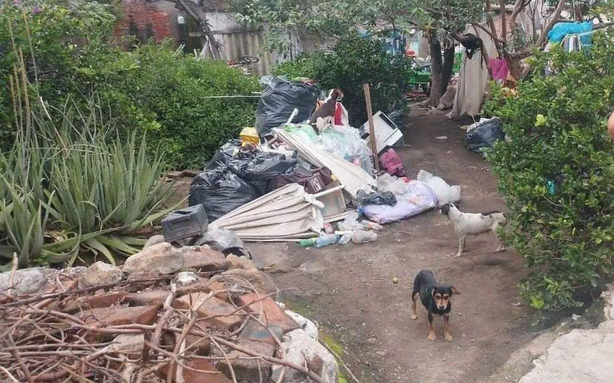 perritos abandonados cuautla 